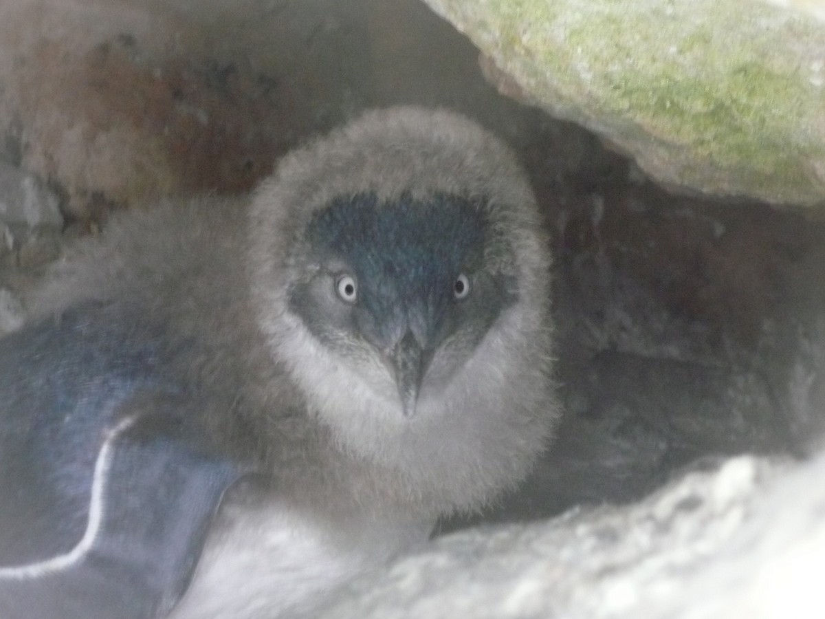 コビトペンギン - ML170424381