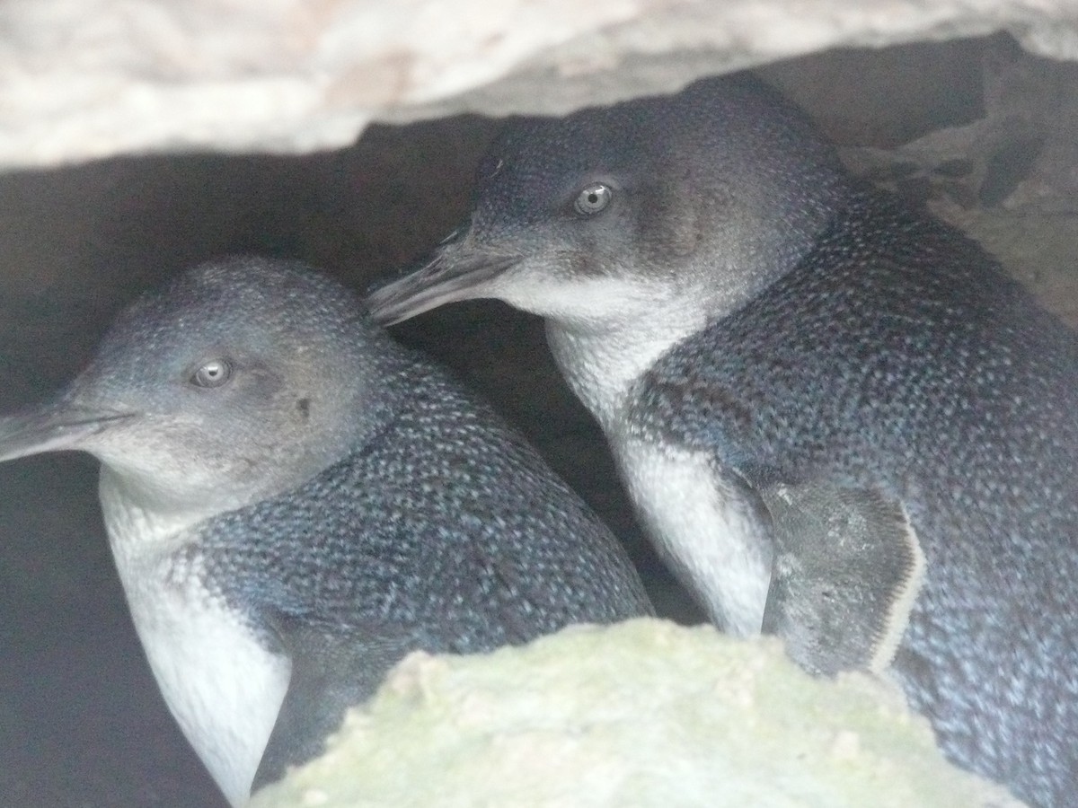 コビトペンギン - ML170424391