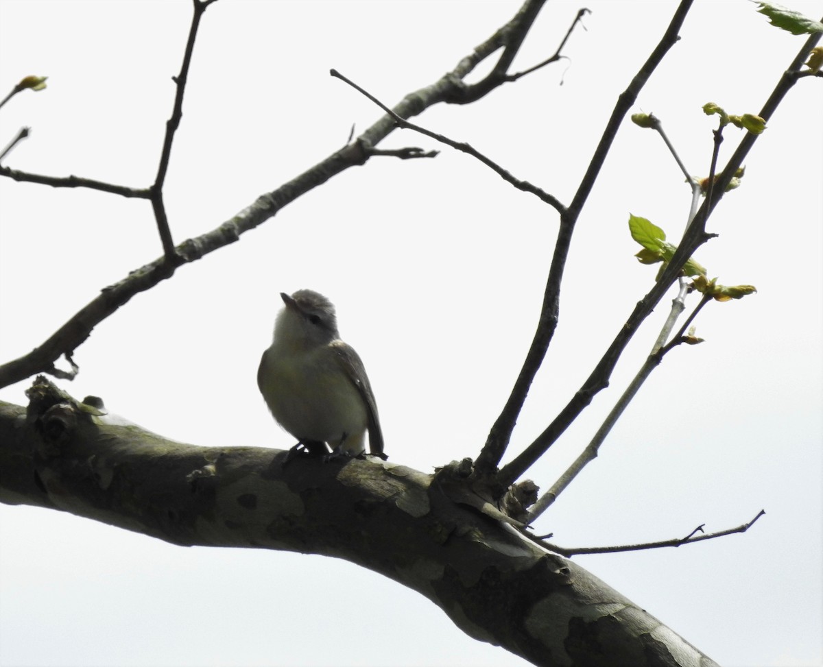 Warbling Vireo (Eastern) - ML170425741