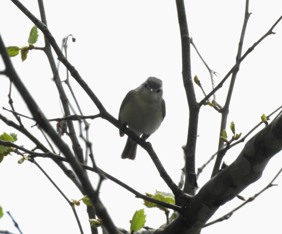 Warbling Vireo (Eastern) - ML170425751