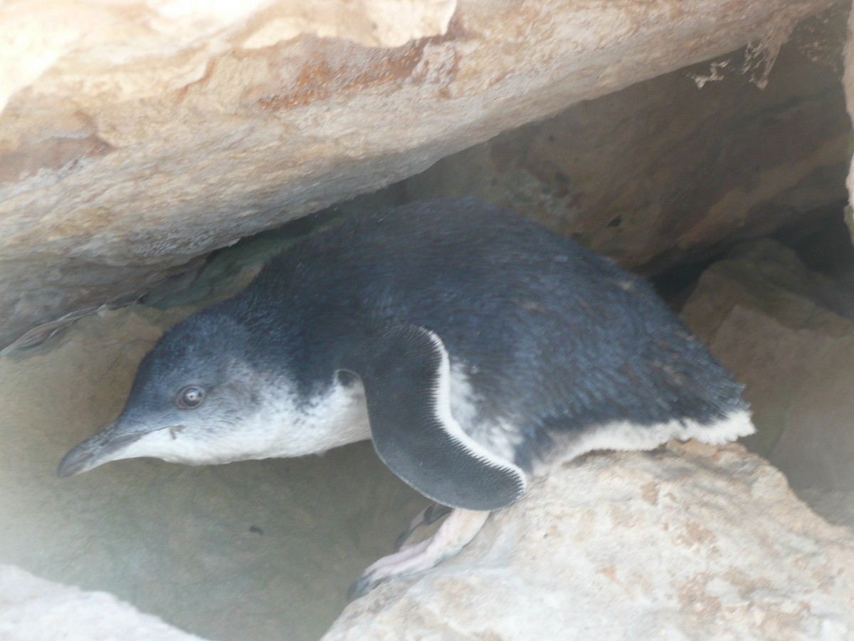 コビトペンギン - ML170426661