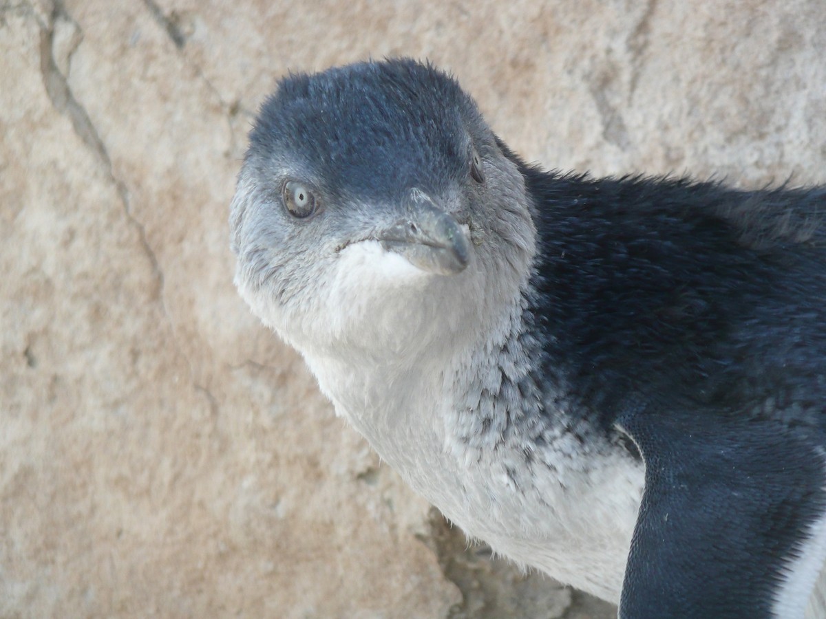 Little Penguin - ML170426671