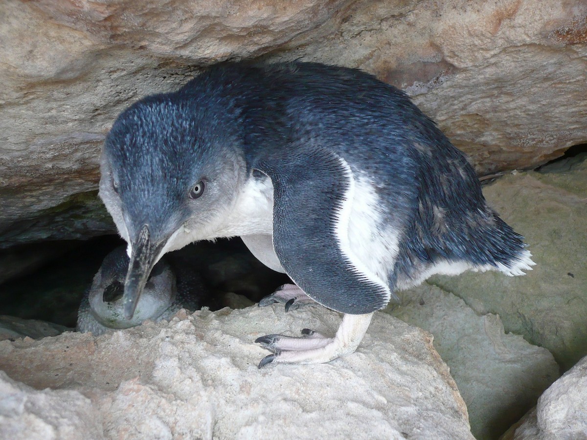 Малый пингвин - ML170426681