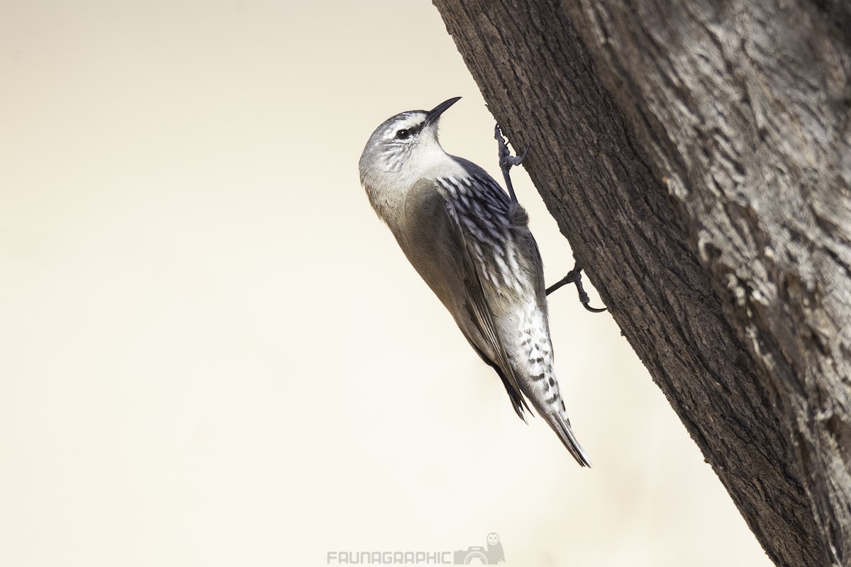 White-browed Treecreeper - ML170427761