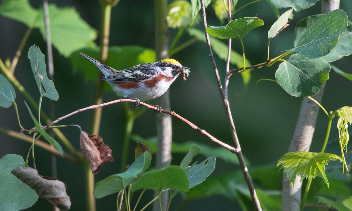 Chestnut-sided Warbler - Steve Kelling