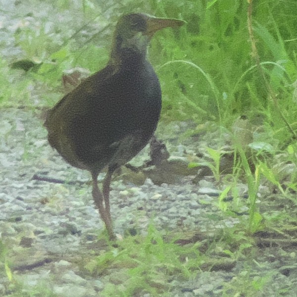 Virginia Rail - ML170430671