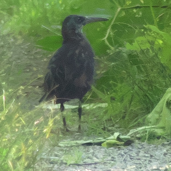 chřástal virginský - ML170430701