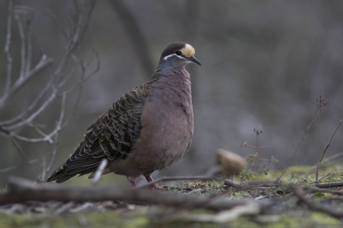 Common Bronzewing - ML170431001