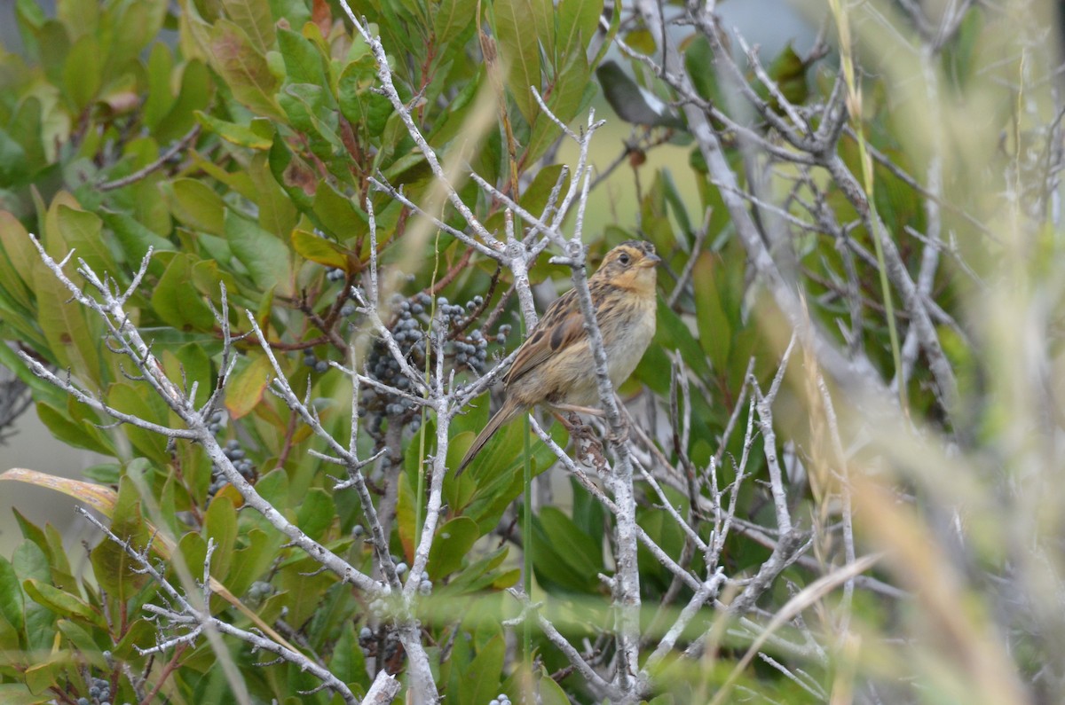 Nelson's Sparrow - ML170431621