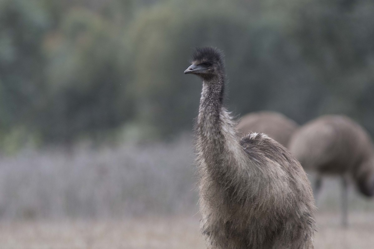 Emu - Bryce Robinson