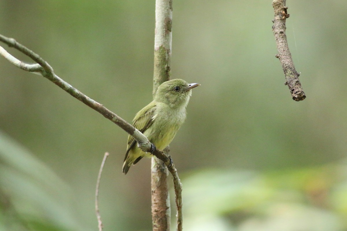 Dwarf Tyrant-Manakin - Cassie Liu