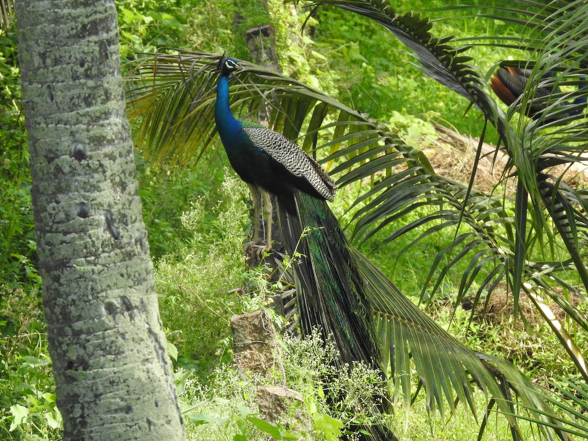 Indian Peafowl - ML170433801