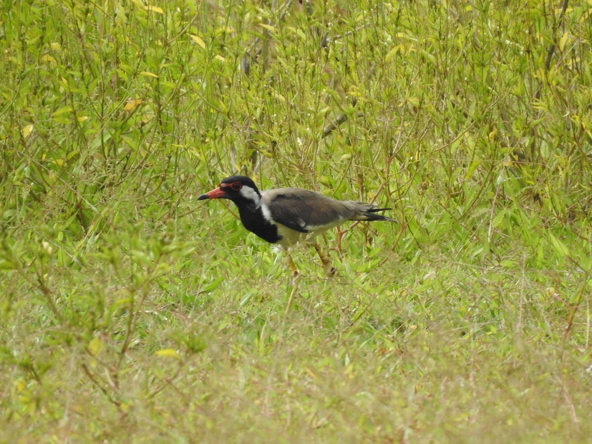 Red-wattled Lapwing - ML170433981