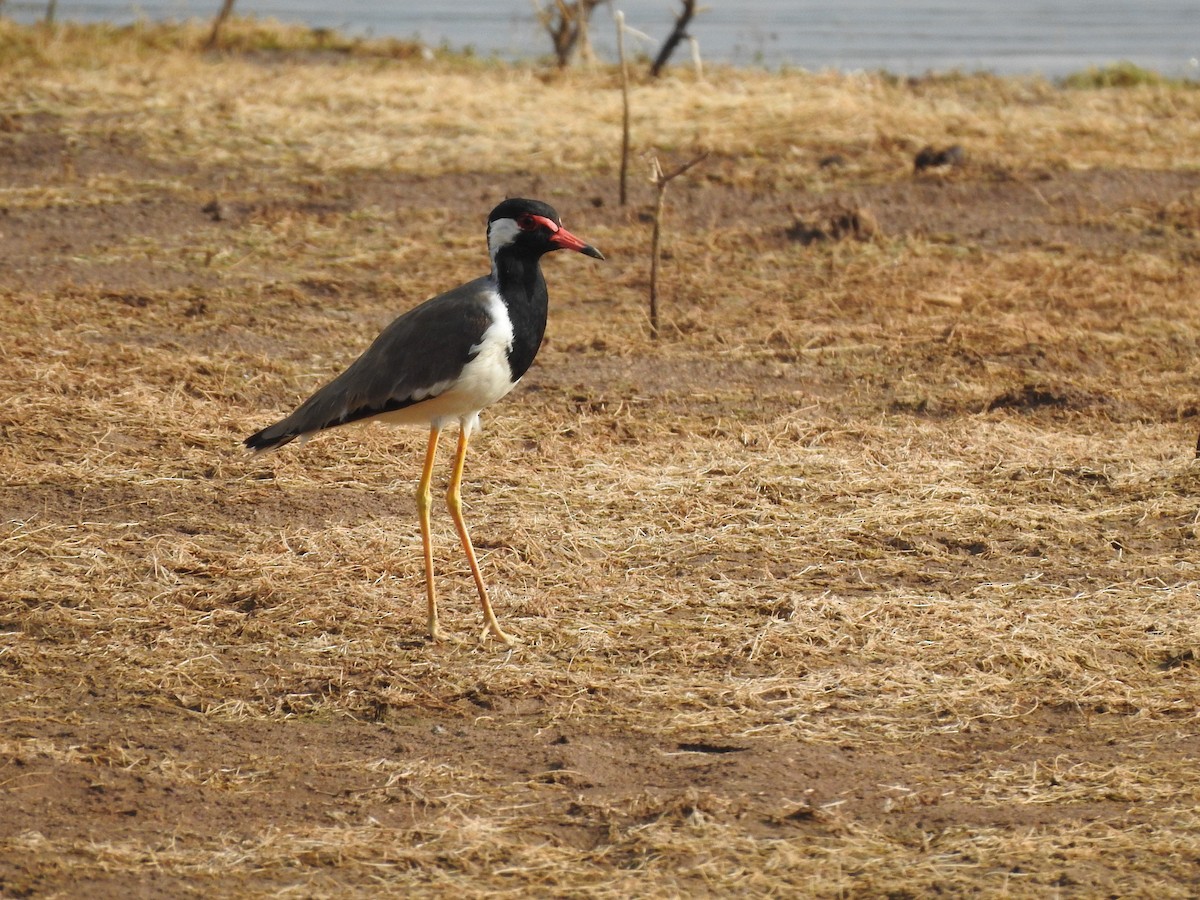 Red-wattled Lapwing - ML170434431