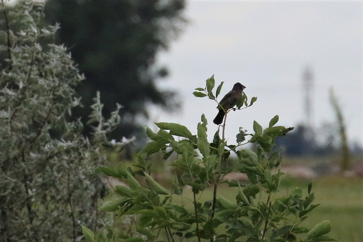 Blue Grosbeak - ML170434991