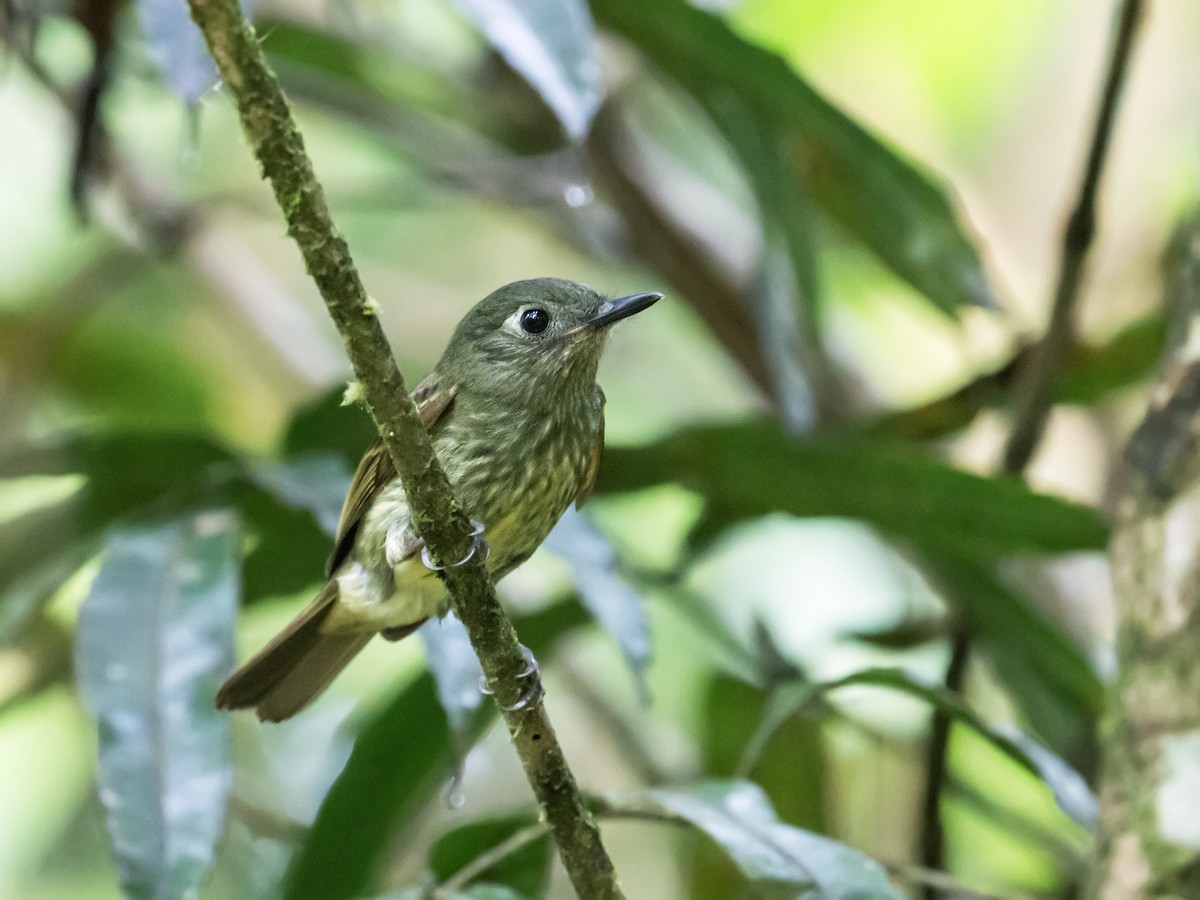 Olive-striped Flycatcher - ML170436151