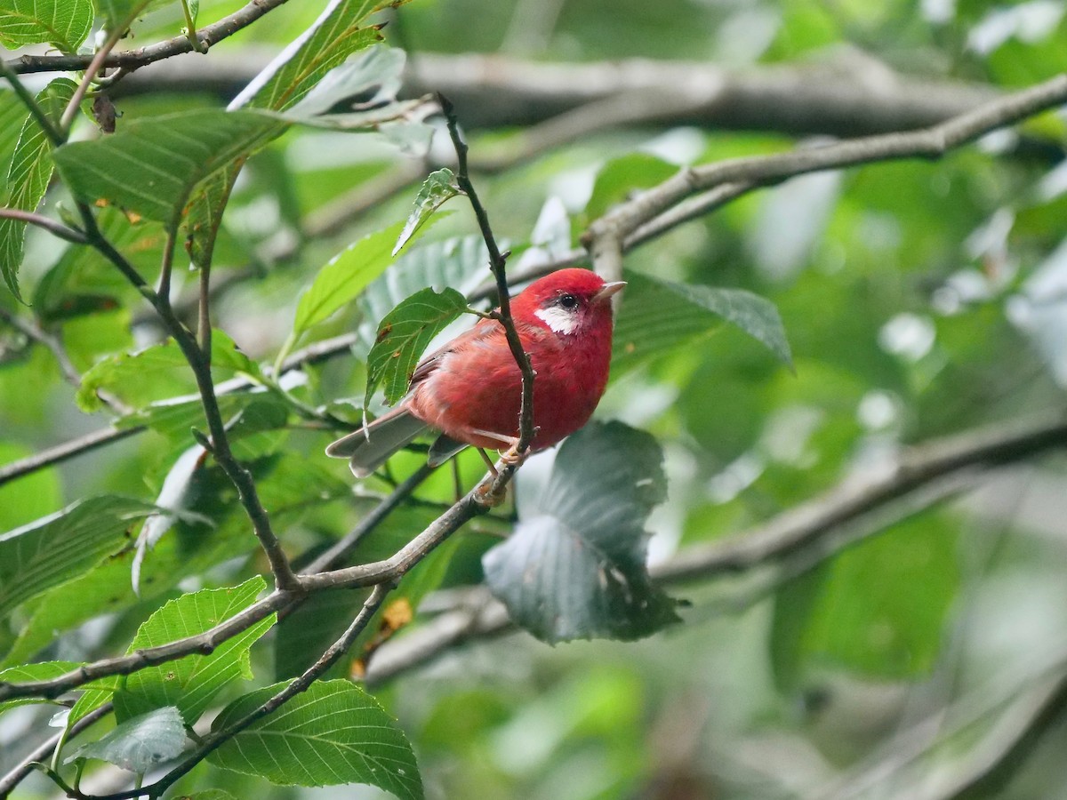 Red Warbler - ML170436351