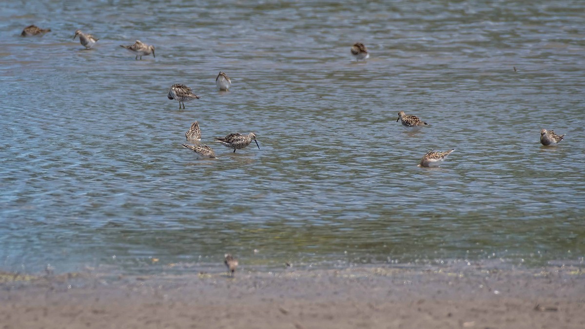 Bindenstrandläufer - ML170436581