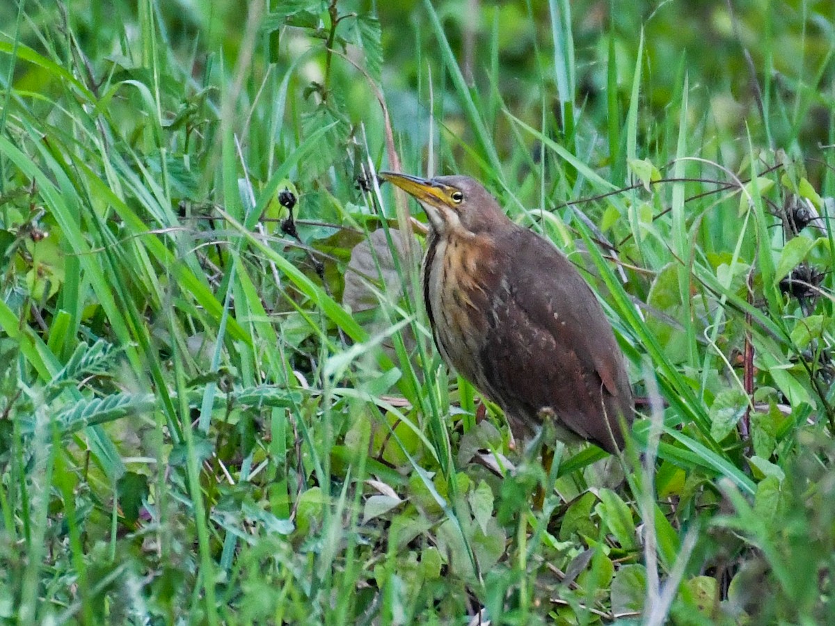 Cinnamon Bittern - Vivek Sudhakaran