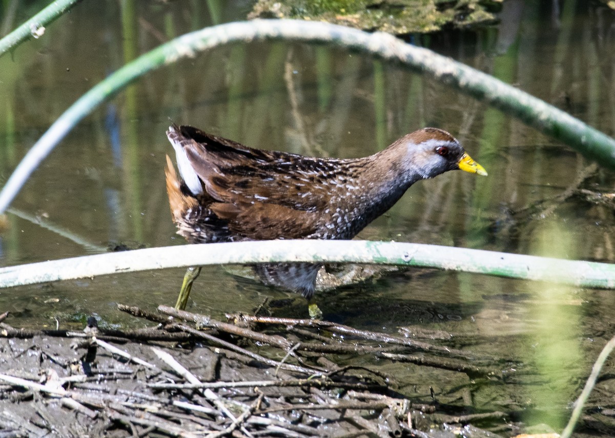 Polluela Sora - ML170439211