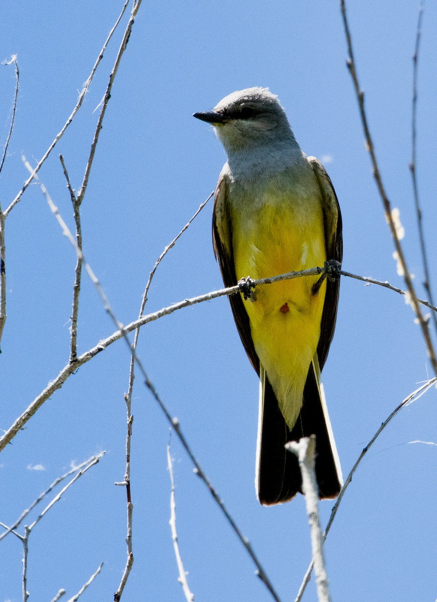 Schmalschnabel-Königstyrann - ML170439401