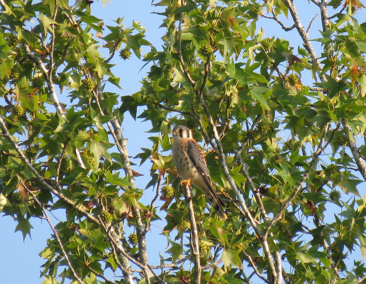 American Kestrel - ML170439631