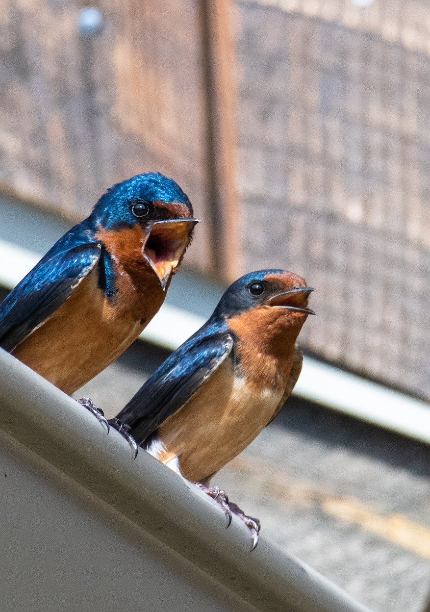 Barn Swallow - Matt Beisel