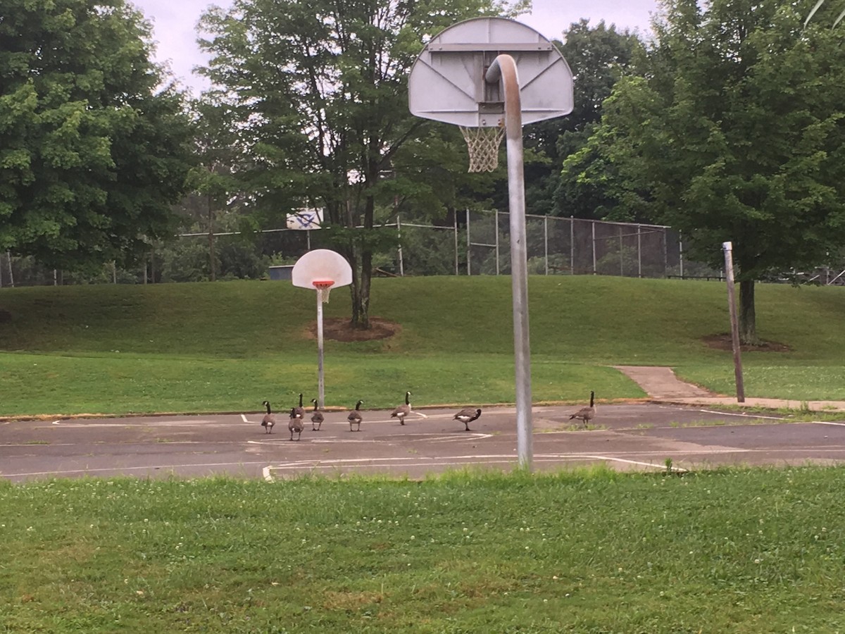 Канад галуу - ML170440761