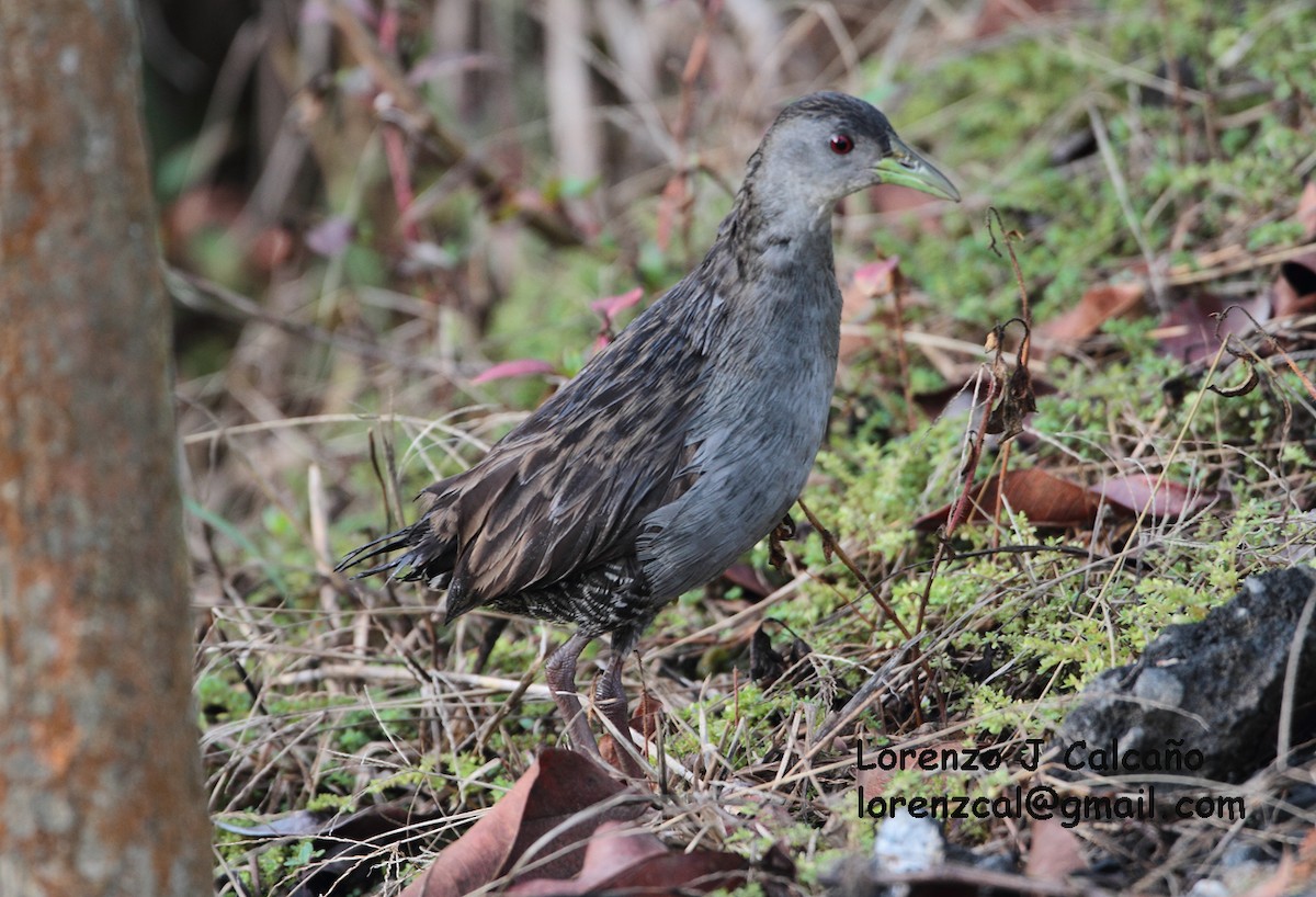 Ash-throated Crake - ML170441671