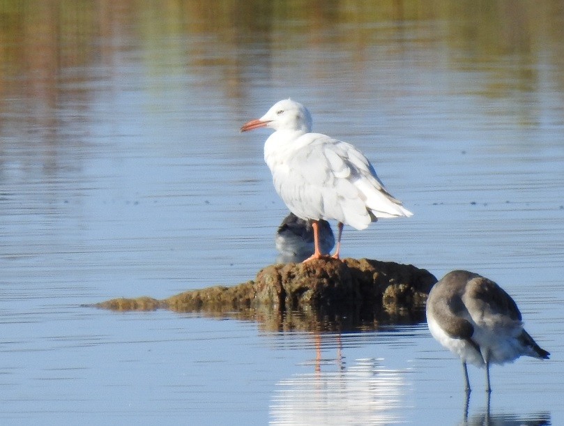 Slender-billed Gull - ML170443201