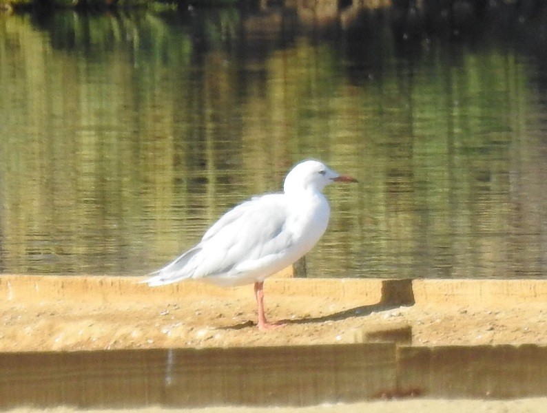 Slender-billed Gull - ML170443211