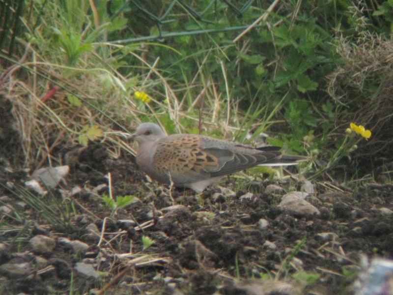 European Turtle-Dove - ML170443441