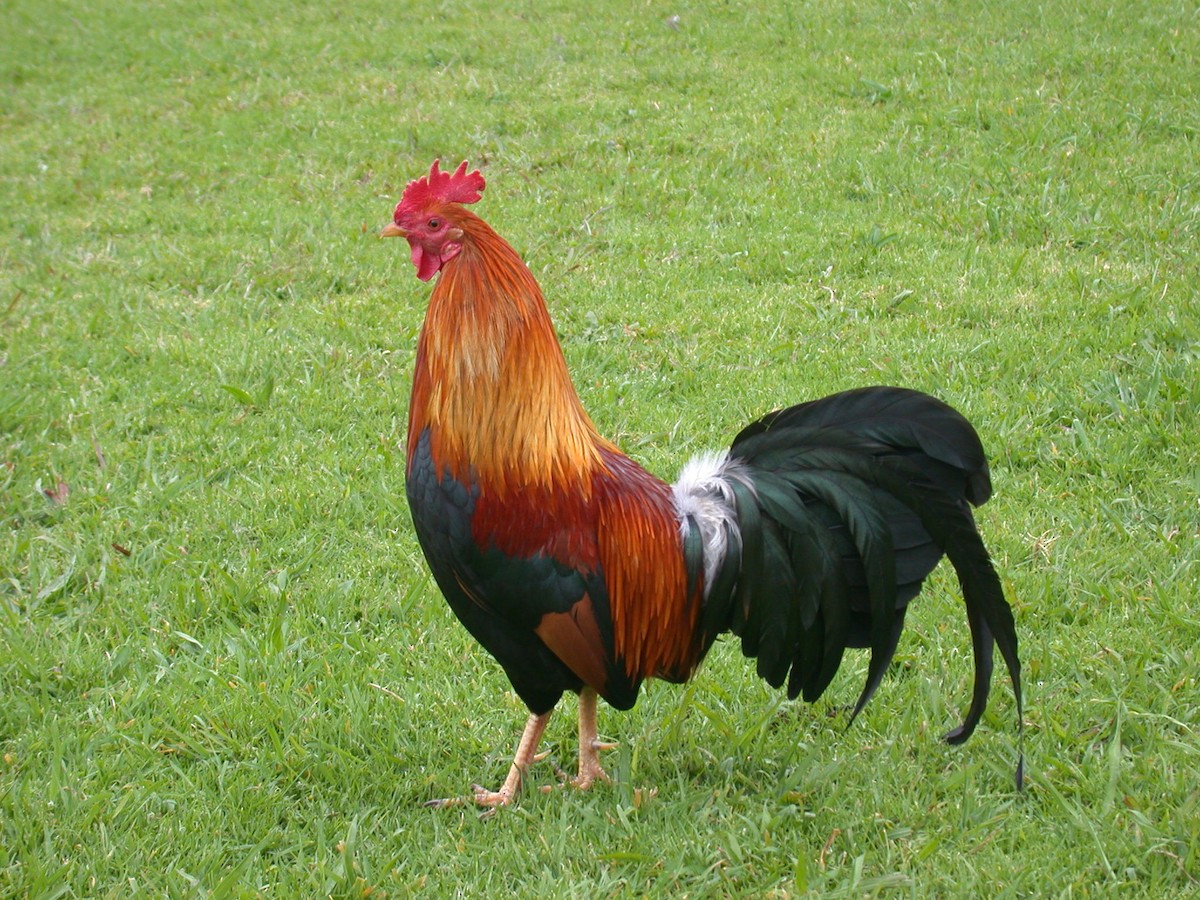 Red Junglefowl (Domestic type) - ML170444021