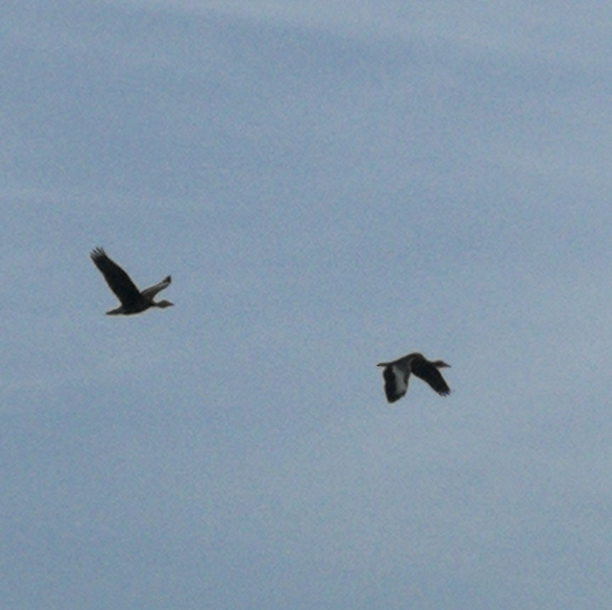 Black-bellied Whistling-Duck - ML170444741