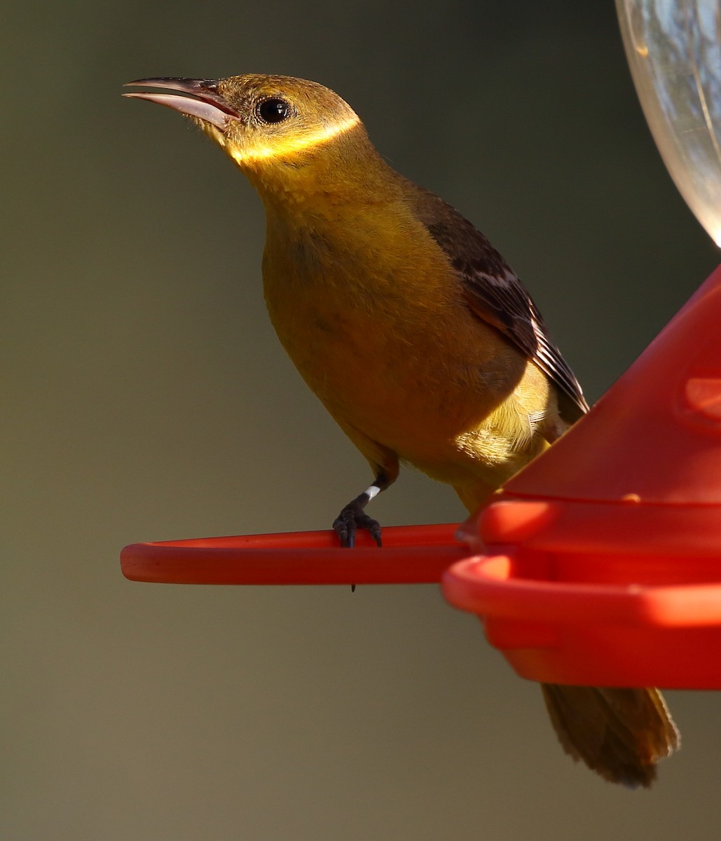 Hooded Oriole - Kent Leland