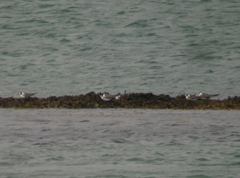 Black Tern (Eurasian) - ML170444881