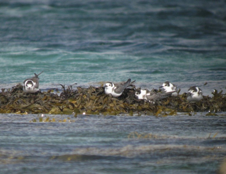 Black Tern (Eurasian) - ML170444891