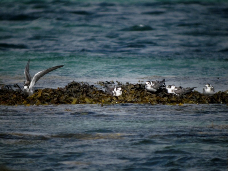 Black Tern (Eurasian) - ML170444901