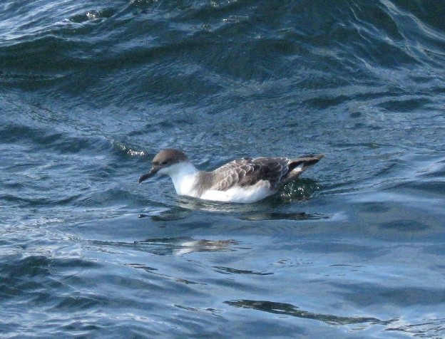 Great Shearwater - ML170445201