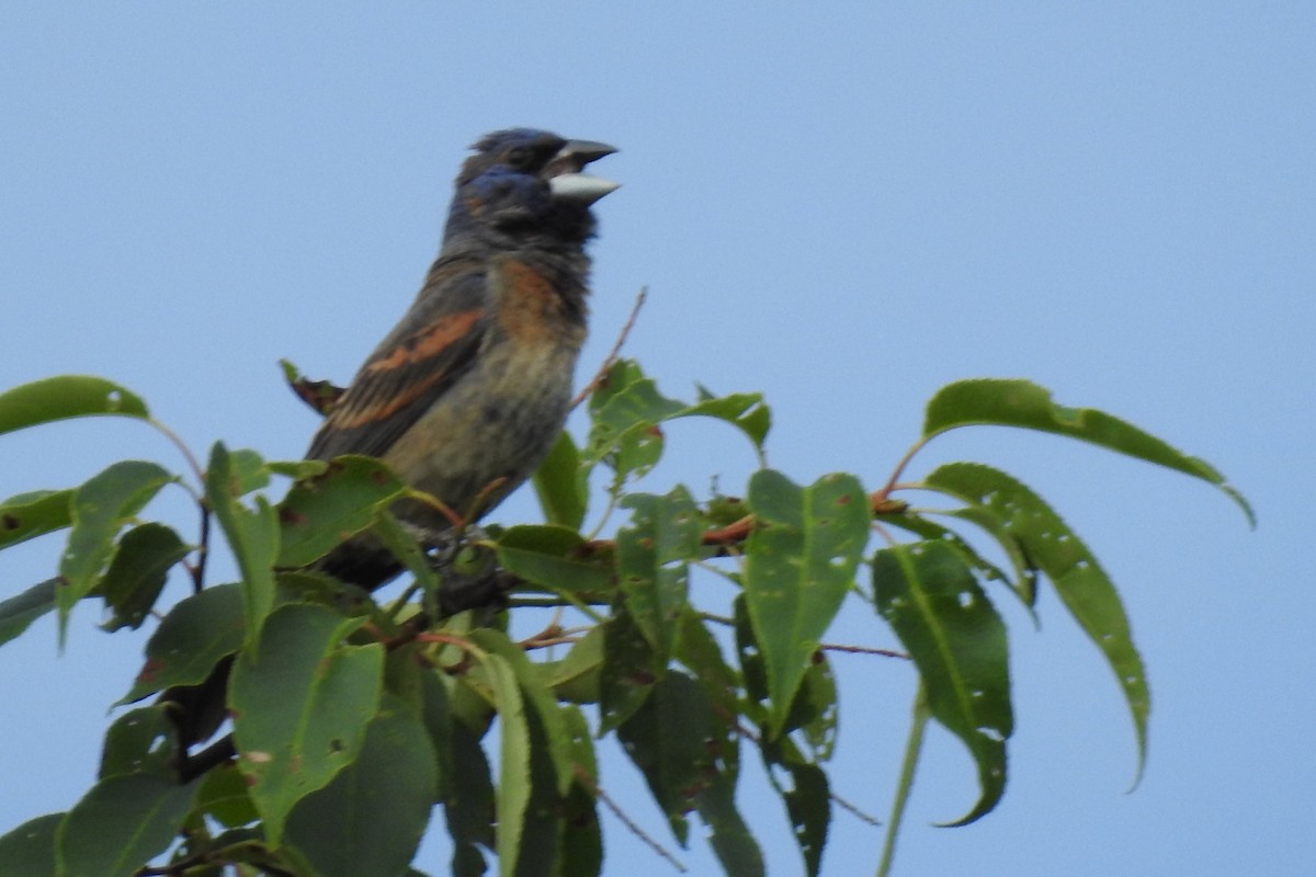 Blue Grosbeak - Dan Belter