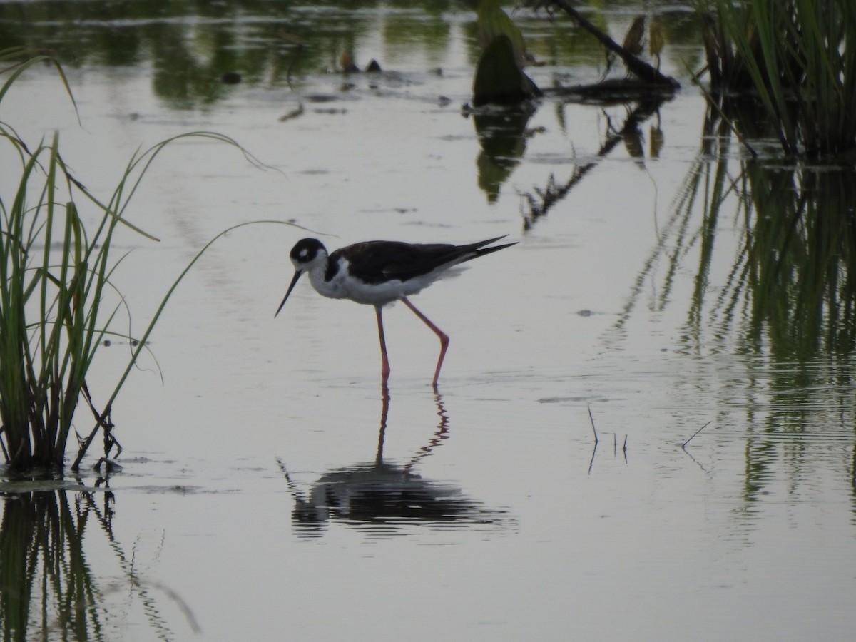 Black-necked Stilt - ML170448661