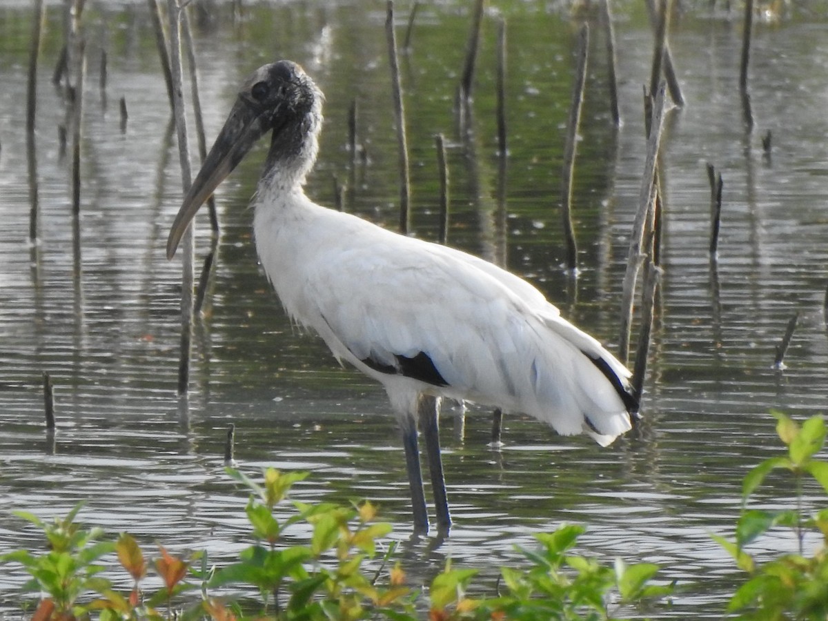 Wood Stork - ML170448801