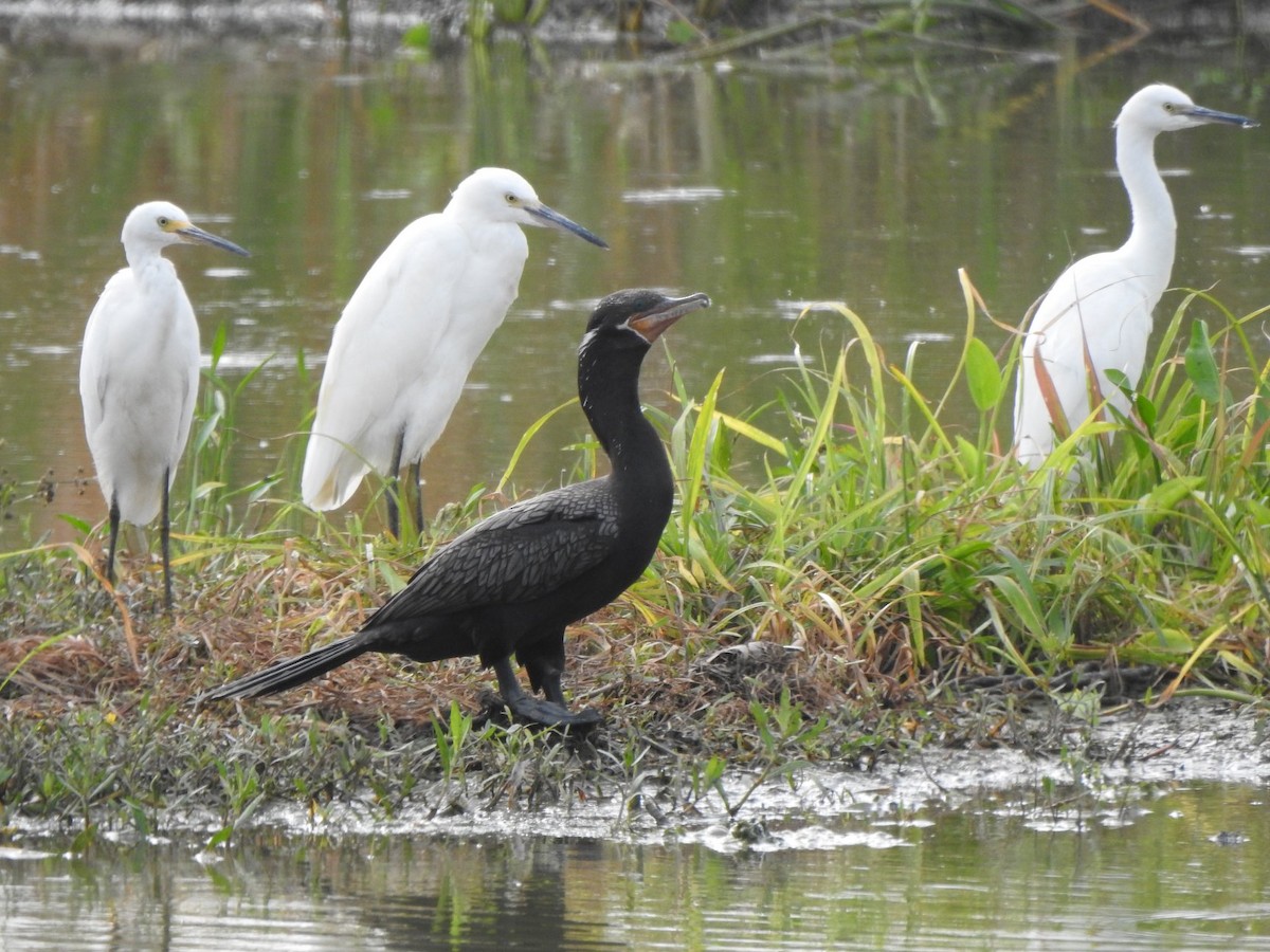 Neotropic Cormorant - ML170448881