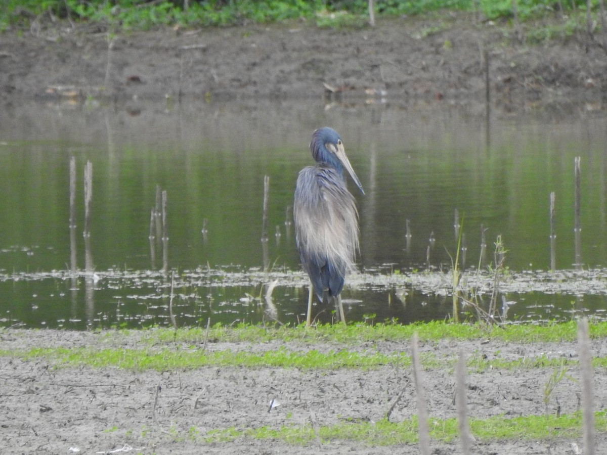 Tricolored Heron - ML170448931