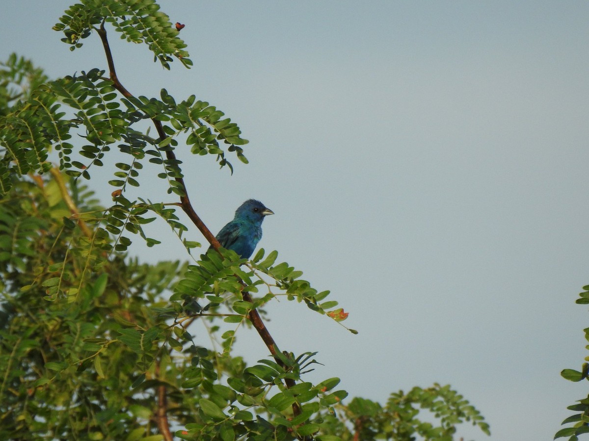 Indigo Bunting - ML170448951