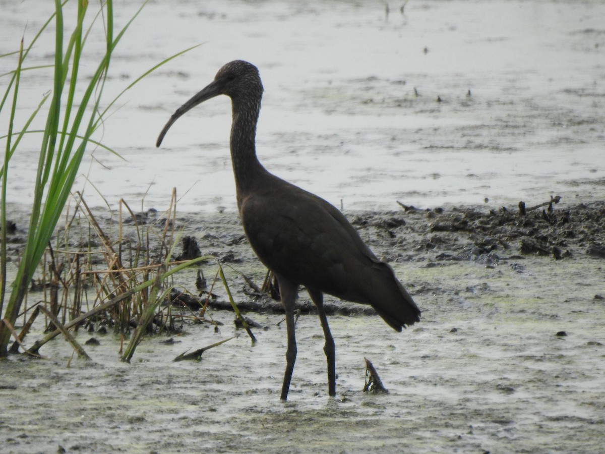 ibis americký - ML170448971