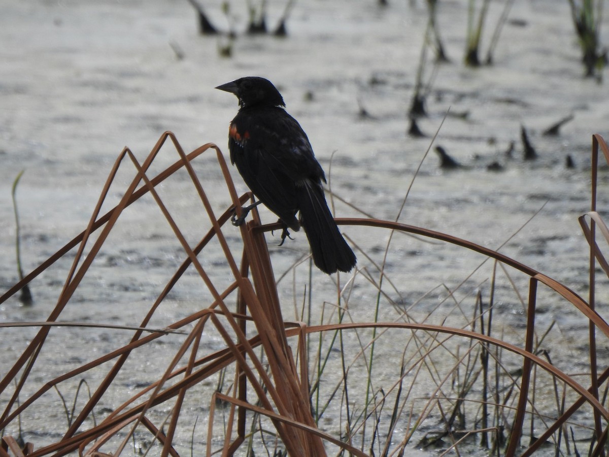 Red-winged Blackbird - ML170448981