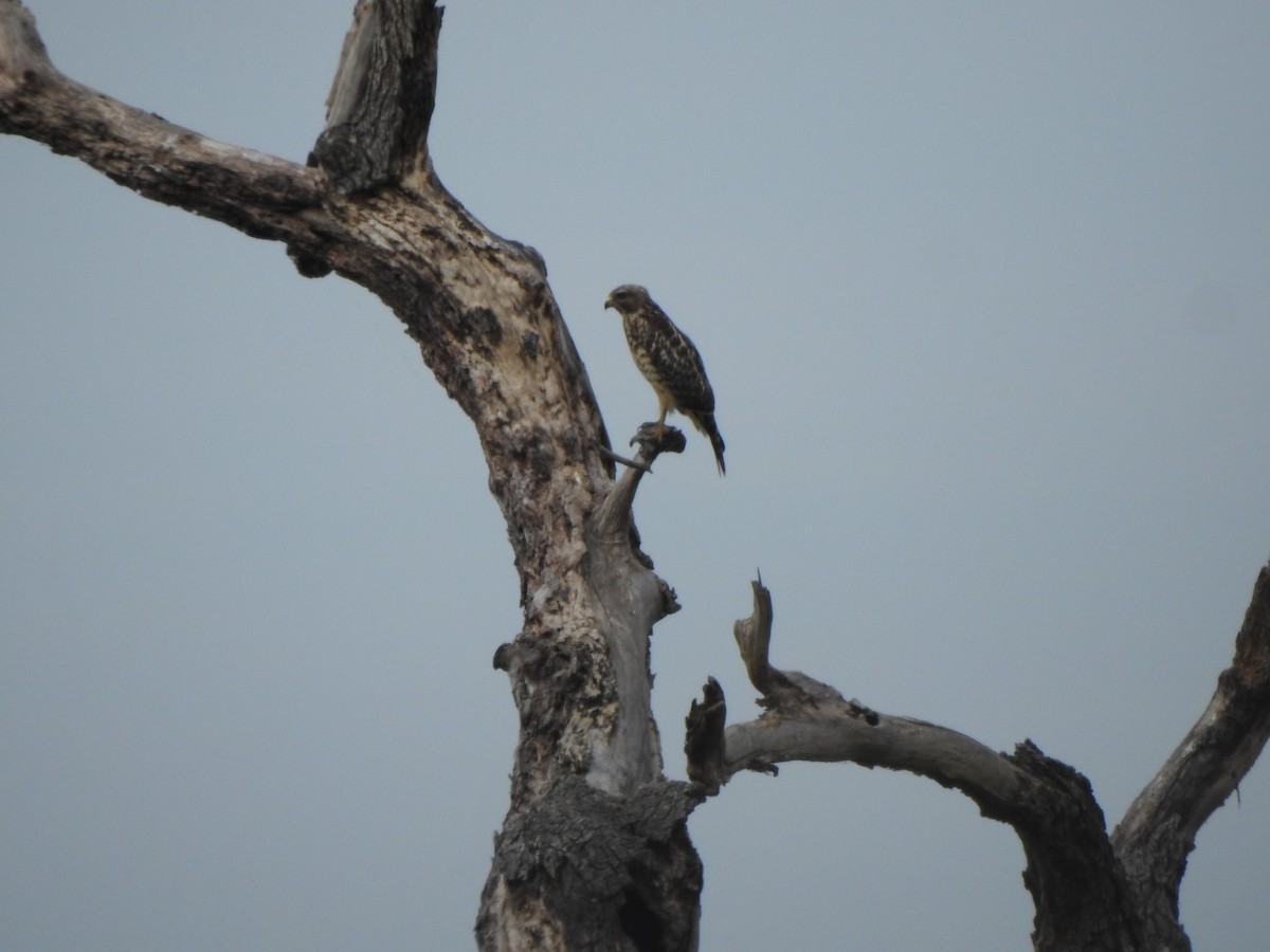 Red-shouldered Hawk - ML170449051