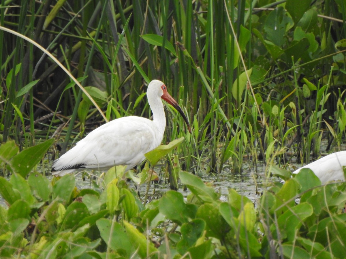 White Ibis - ML170449091