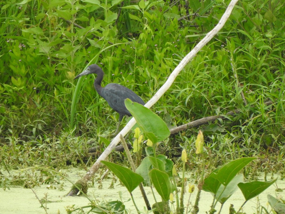 Little Blue Heron - ML170449131